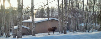 Figure above:  Don's Boreal Scientific Computing Headquarters with a moose out front. 