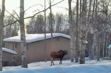 Figure above:  Don's Boreal Scientific Computing Headquarters with a moose out front. 